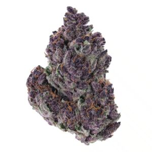 "Nahaufnahme von frischen Granddaddy Purple Cannabis-Buds mit violetten und orangen Farbtönen und einer frostigen Trichom-Schicht."